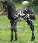 appaloosa