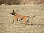 Owczarek belgijski malinois