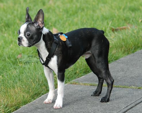 boston_terrier_2.jpg