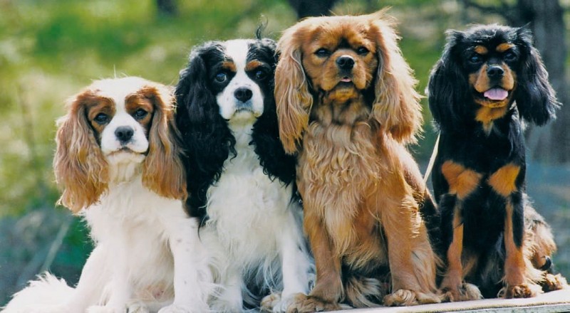 Cavalier King Charles Spaniel