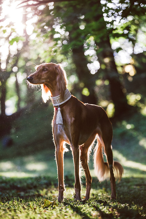 Chart perski - saluki 