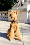 Airedale Terrier