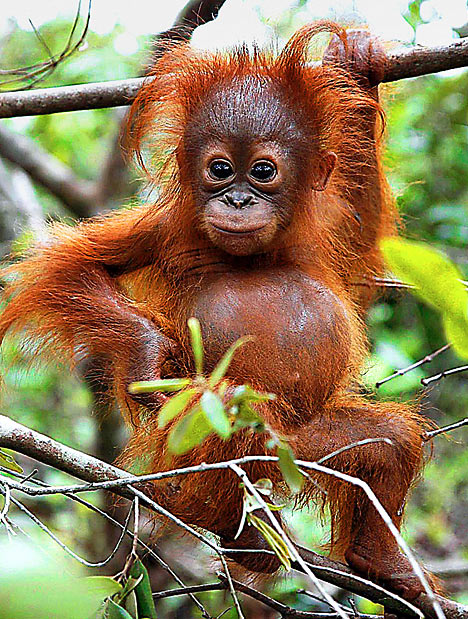 Orangutan2_468x619.jpg