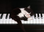Kotek na pianinie.