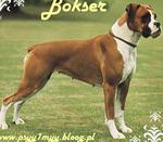 Bokser