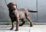 labrador 