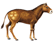 mesohippus_cz.1.gif