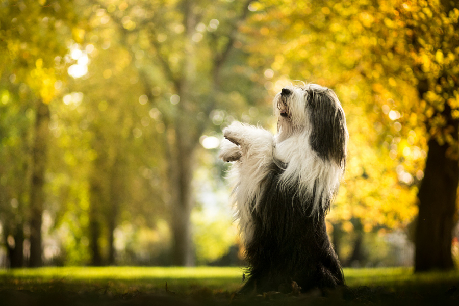 Bearded Collie 