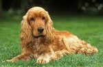 Cocker Spaniel Angielski