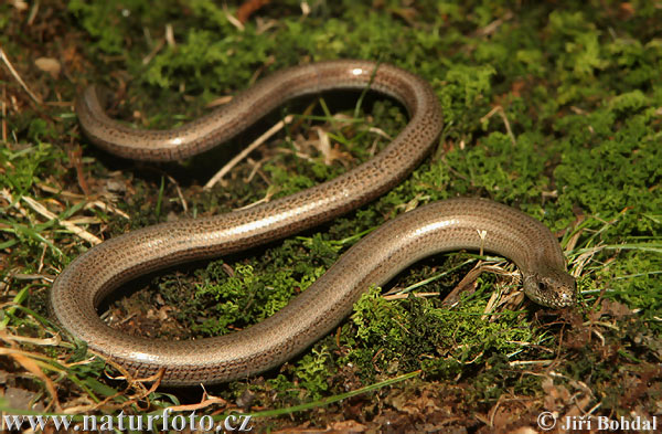 slow-worm-30865.jpg