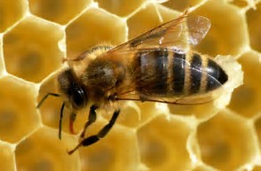 Pszczoły są trochę większe od os i produkują miód.