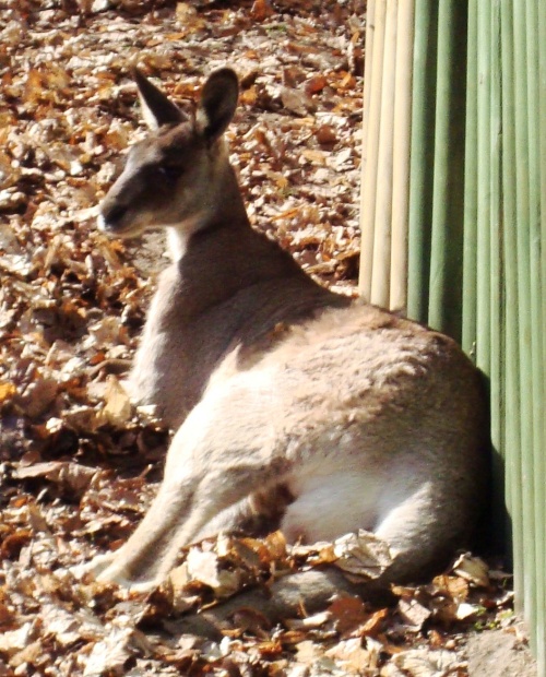 kangur-szary-nowe-zoo-poznan.jpg