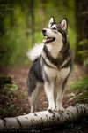 Alaskan Malamute