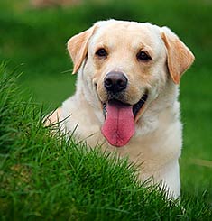 Labrador_Retriever_face.jpg