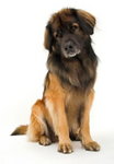 Leonberger ! ! !