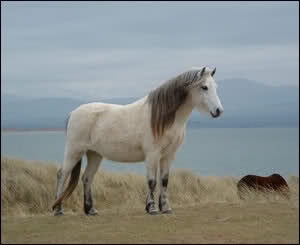 Koń islandzki.