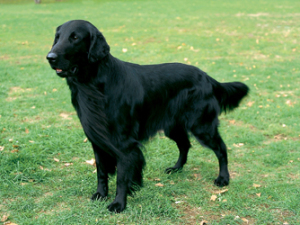 flat-coated-retriever-thumb-334x250-115.jpg?w=300&h=224