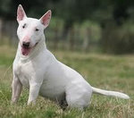 bull terrier