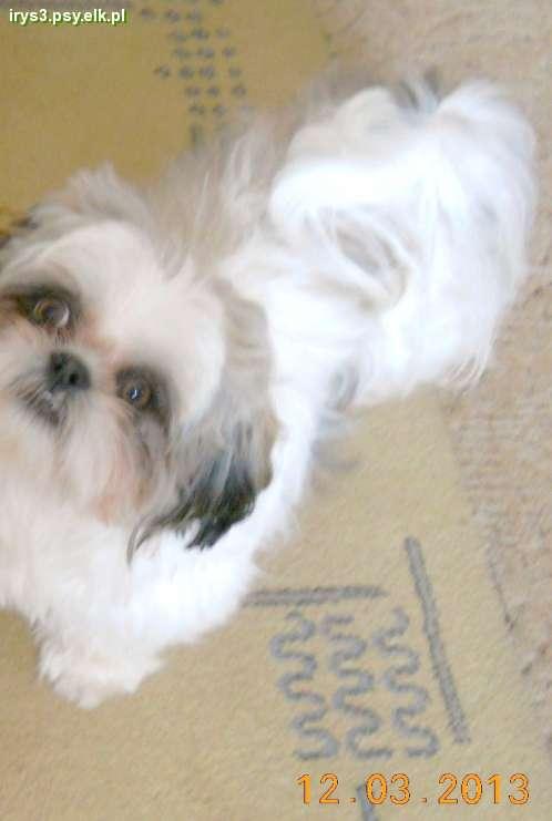 18666_266_13424_shih-tzu.jpg