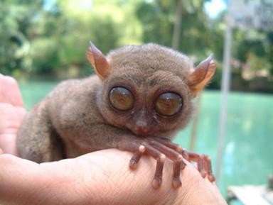 Wyrakowate Tarsier