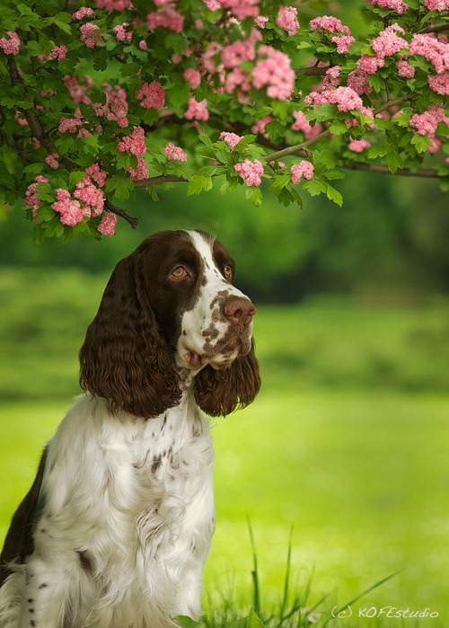 Angielski spinger spaniel 