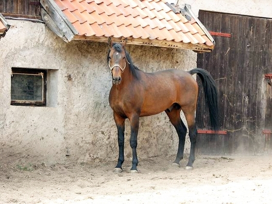 Koń półkrwi angielskiej