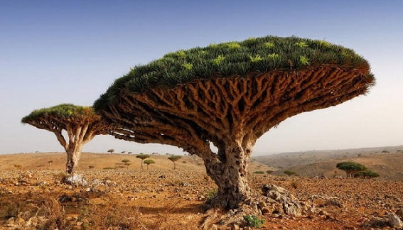 1. Drzewo smoczej krwi, Jemen 