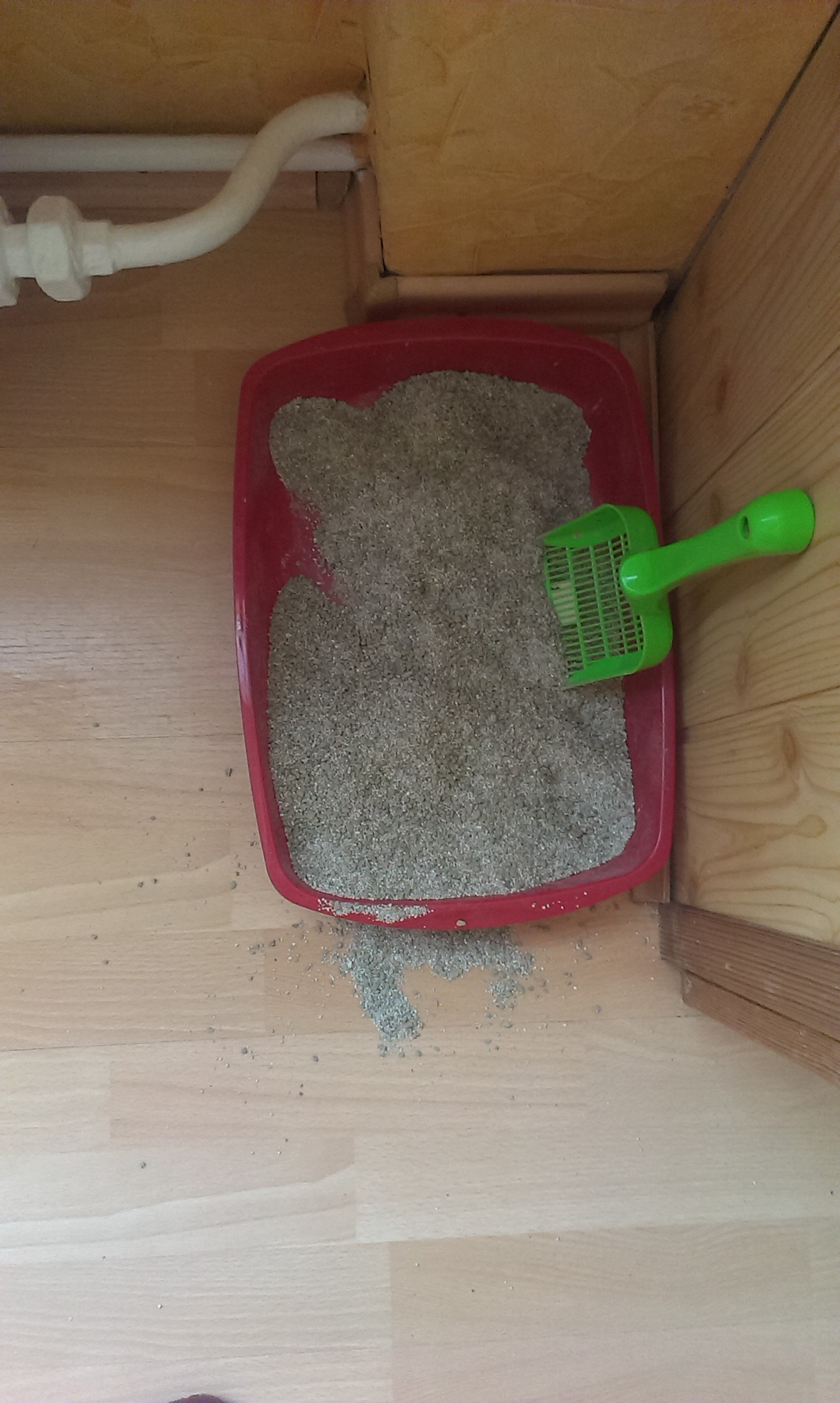 Co zrobić żeby mój kot nie rozsypywał piasku poza kuwetę ? -  Zapytaj.onet.pl -