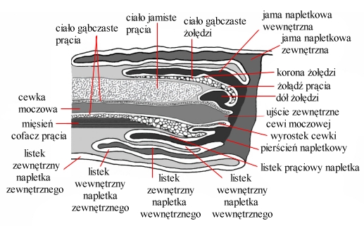 ogierbudowa4.jpg