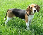 Beagle