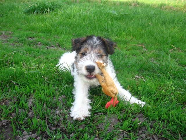 Fox_Terrier_Wire_Puppy_2.jpg