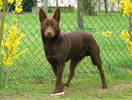 Owczarek Australijski Kelpie