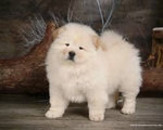 chow chow