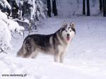 Alaskan Malamute