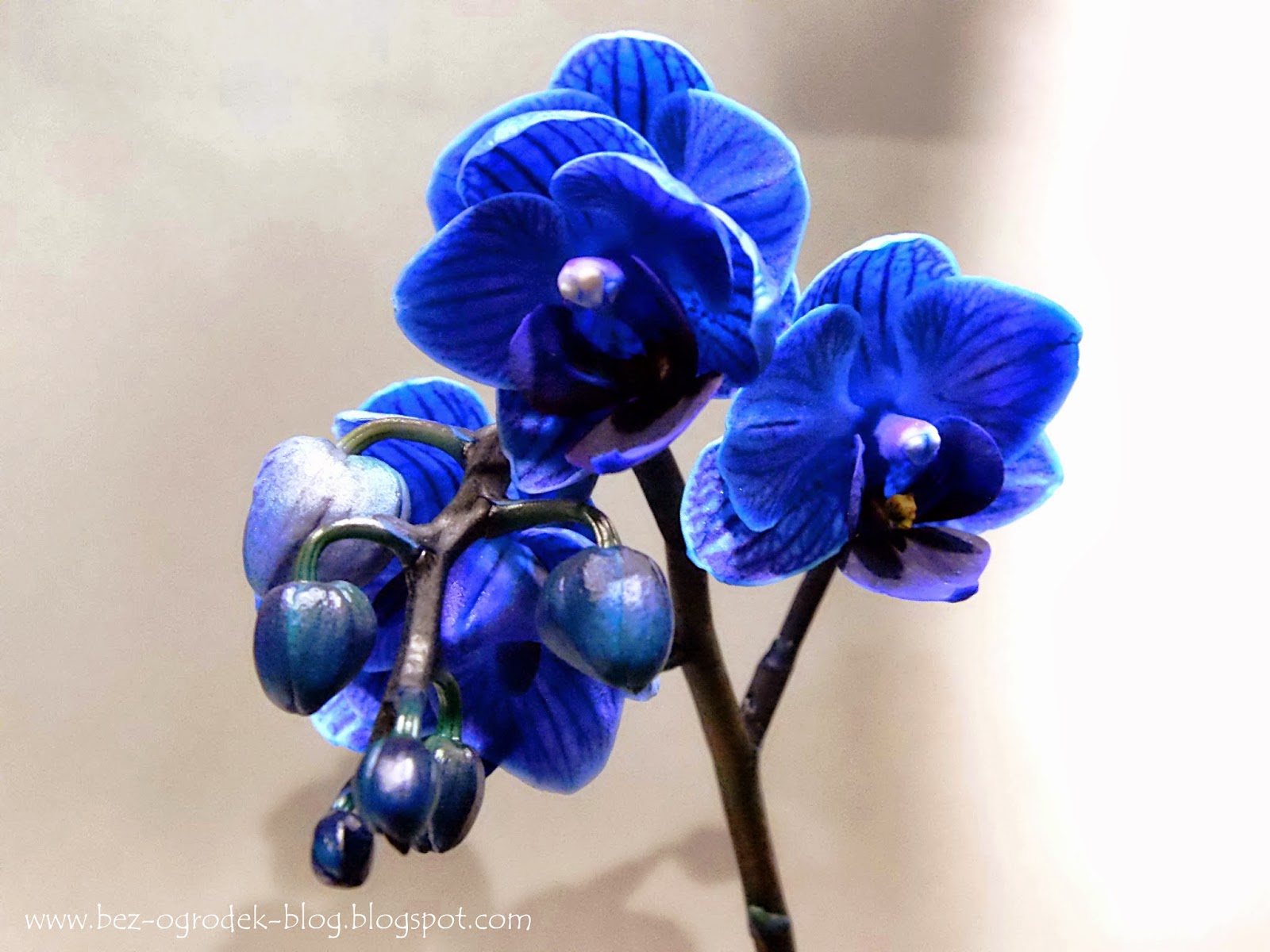Орхидея домашняя синяя