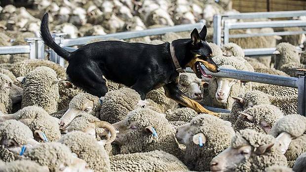 Australian Kelpie