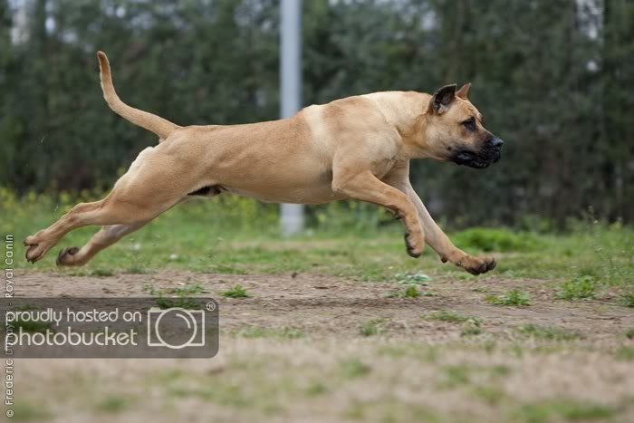 dogo_canario_0041.jpg