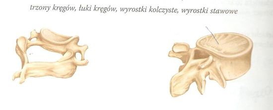 Biologia. Na ilustracjach kręgów zaznacz i podpisz podane elementy