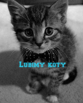 ♡Lubimy koty♡