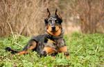 Owczarka francuskiego Beaucerona