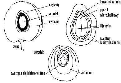 Jak zbudowana jest roślina okrytonasienna i nagonasienna? (daje ...