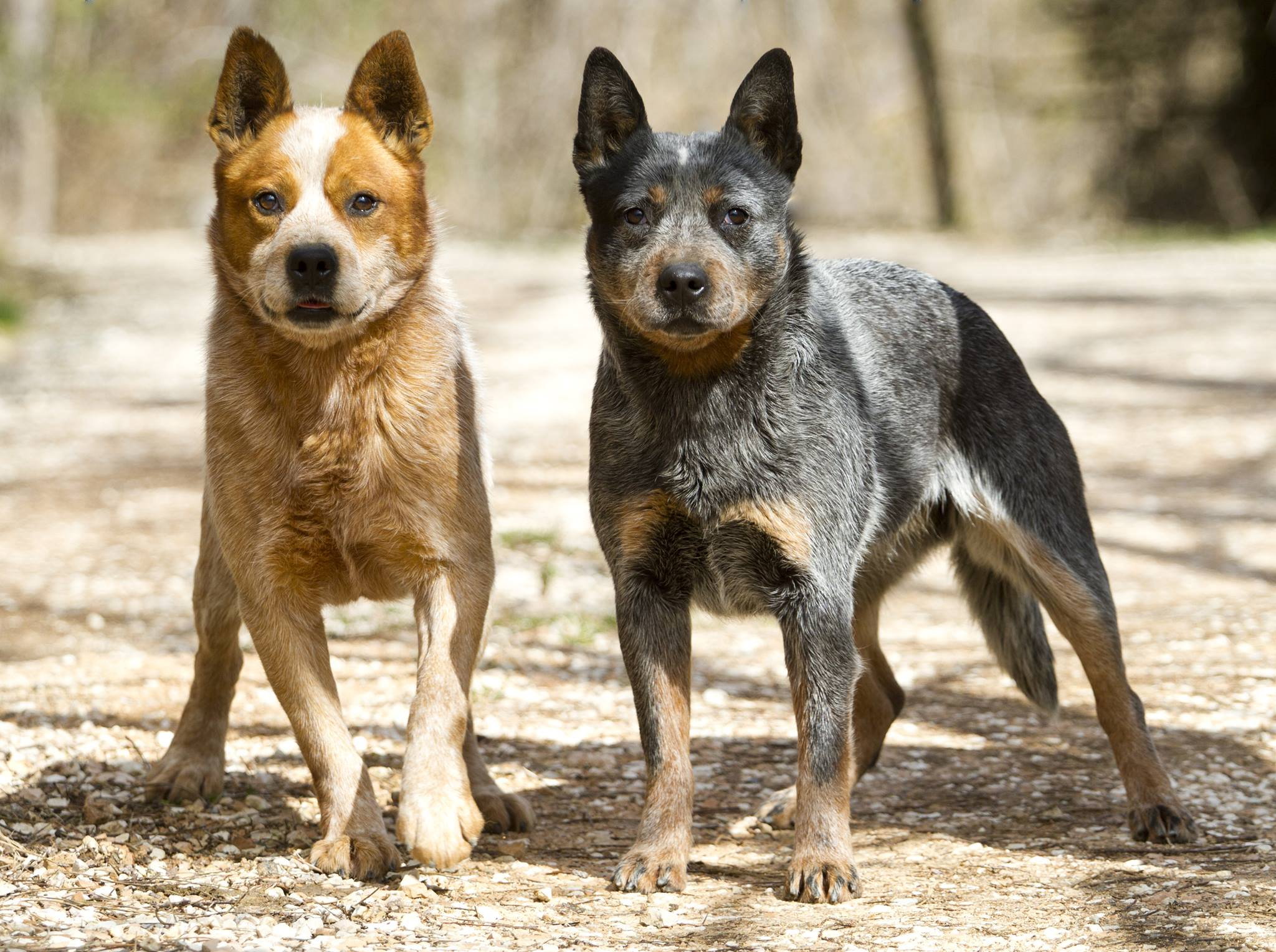 Australijski Cattle Dog