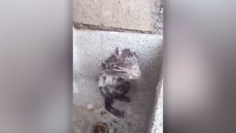 Shower Rat