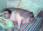 facet śpiący na świni