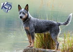 Australian Cattle Dog