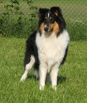 Owczarek szkocki collie