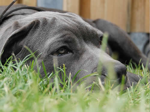 cane_corso_italiano_6.jpg