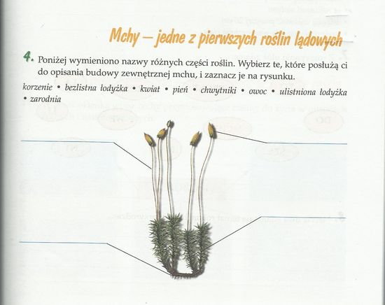 Ponieżej wymieniono nazwy różnych części roślin.Wybierz te , które