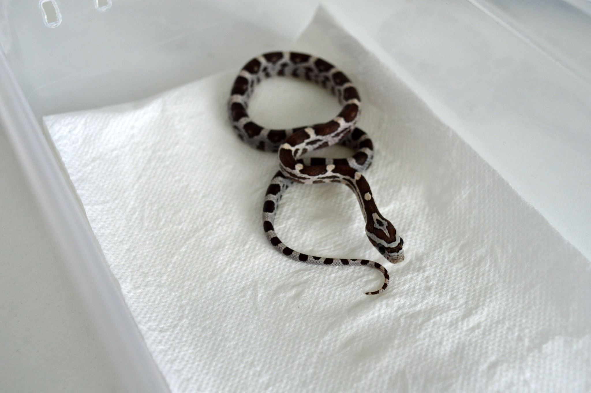 Wąż zbożowy Anery het. (samiec)