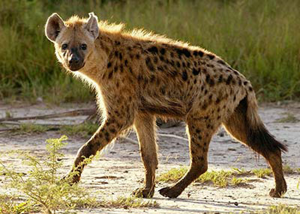 hiena/ dbasz o swoj rodzinę, jesteś dziki(a) i nieokiełznany(a), uważasz, że kobiety powinny żądzić, ponieważ chronią stado